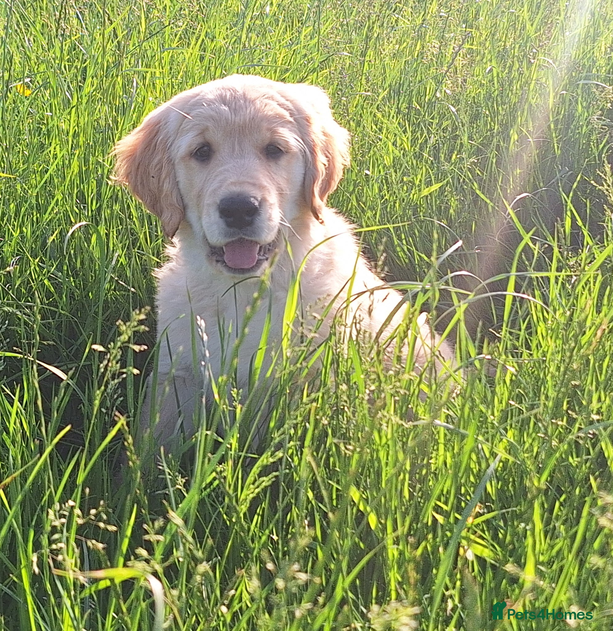 Golden Retriever dogs ONLY 1 GIRL LEFT 🥰🐶 - Golden Retriever puppy 🐶  - Advert 2