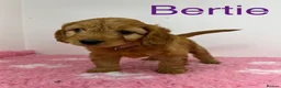 Cockapoo dogs for sale: Only 2 stunning girls left!  Ready to now!  - Advert 1