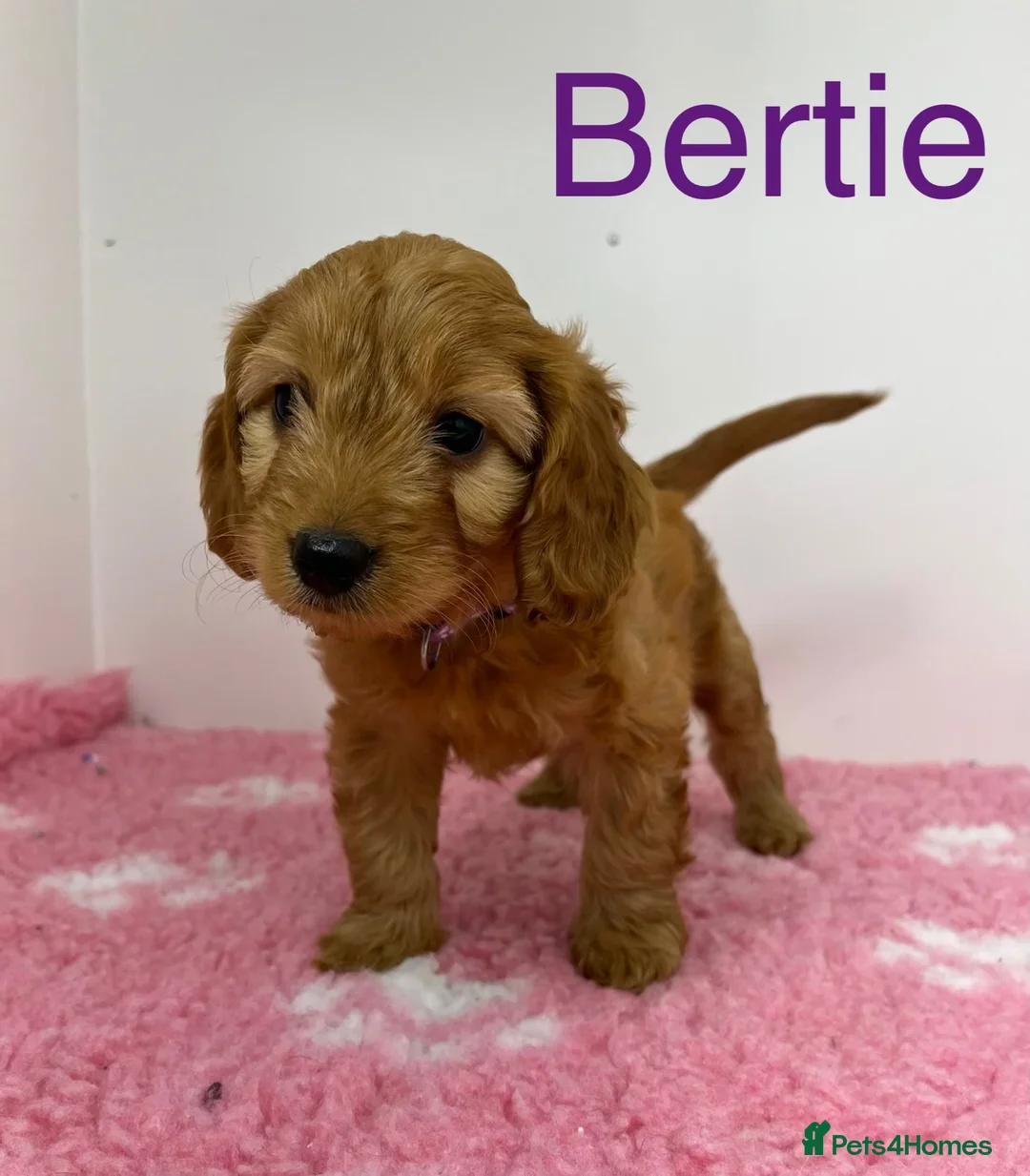 Cockapoo dogs for sale: Only 2 stunning girls left!  Ready to now!  - Advert 1