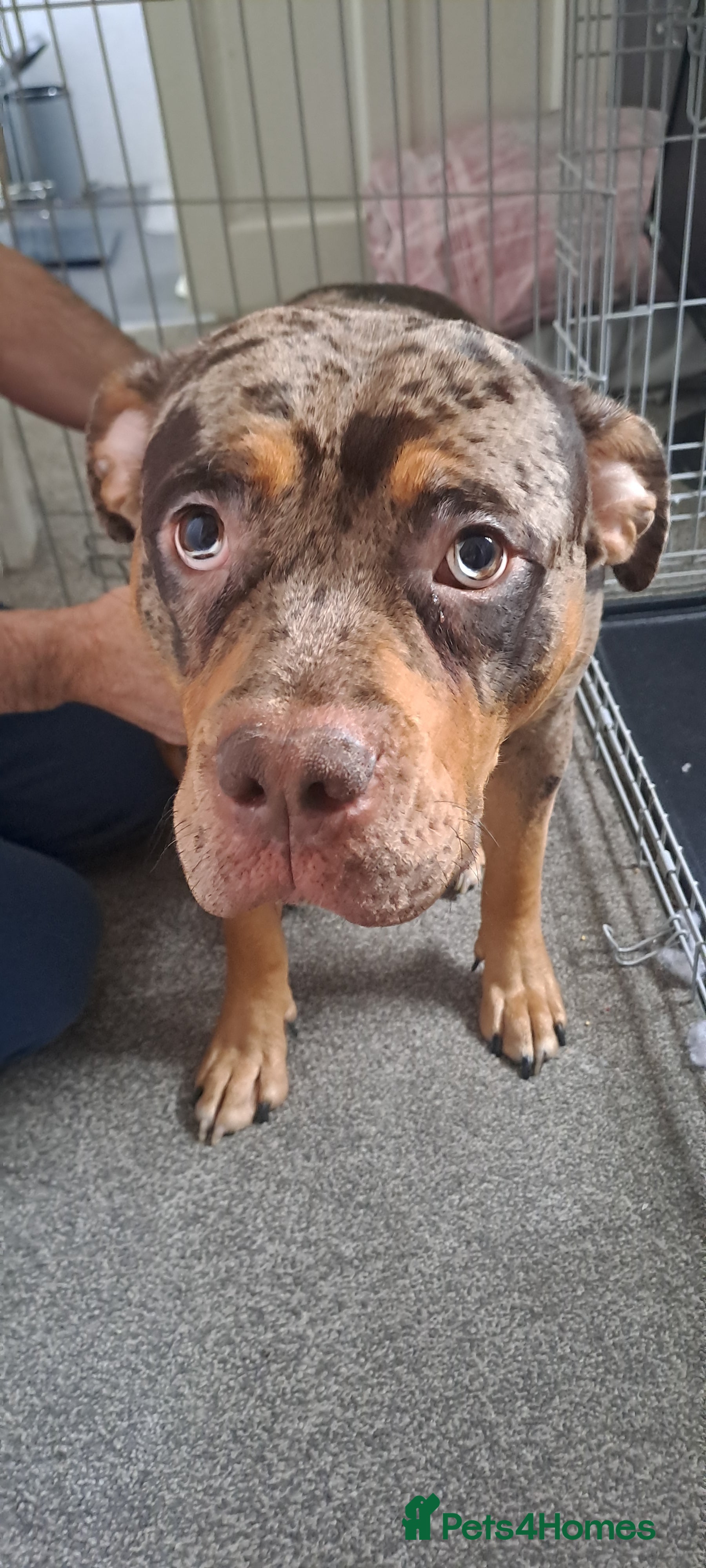 Mixed Breed dogs Old tyme english cross staff dog needs rehoming - Advert 1