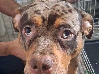 Mixed Breed dogs Old tyme english cross staff dog needs rehoming - Advert 1