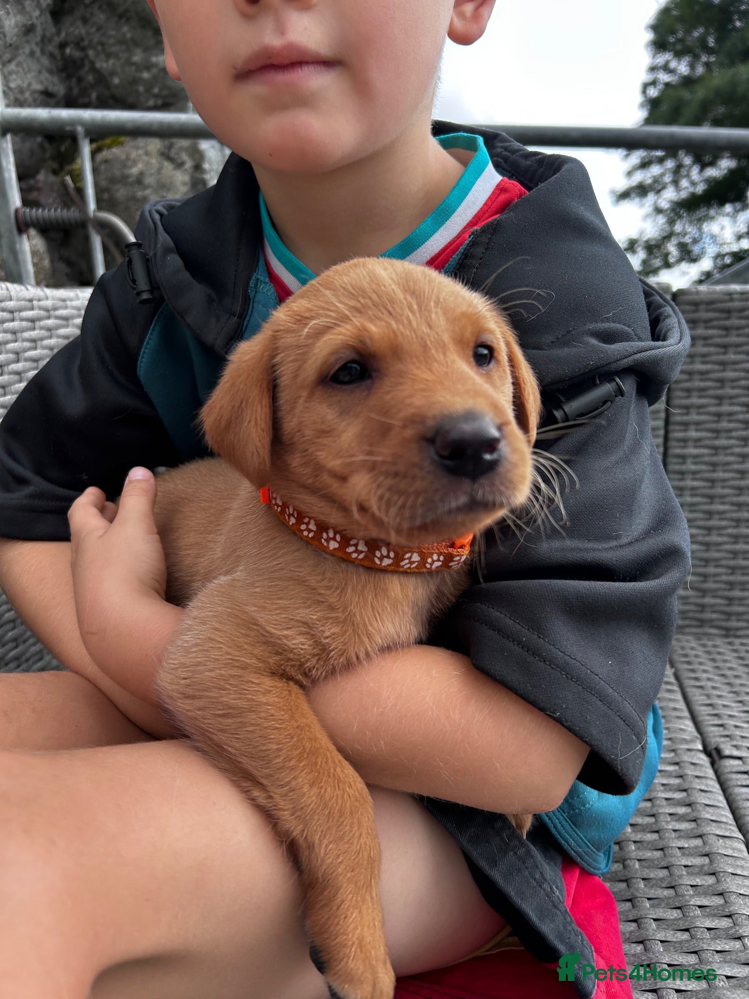 Labrador Retriever dogs 6 male Fox Red Labrador Puppies  - Advert 2