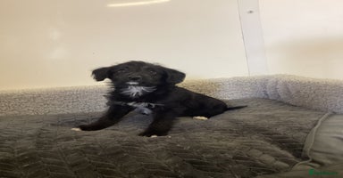 Mixed Breed dogs - Advert 8