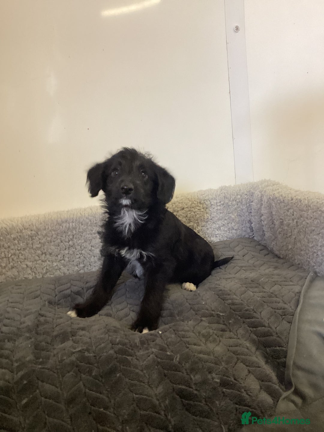Mixed Breed dogs for sale: Whippet x bedlington - Image 11