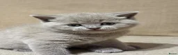 British Shorthair cats for sale: British shorthair kitten  - Advert 13