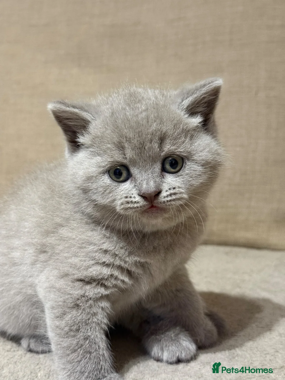 British Shorthair cats for sale: British shorthair kitten  - Advert 13