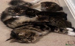 Norwegian Forest Cat cats for sale: Norwegian Forest Cat Mix kittens - Image 8