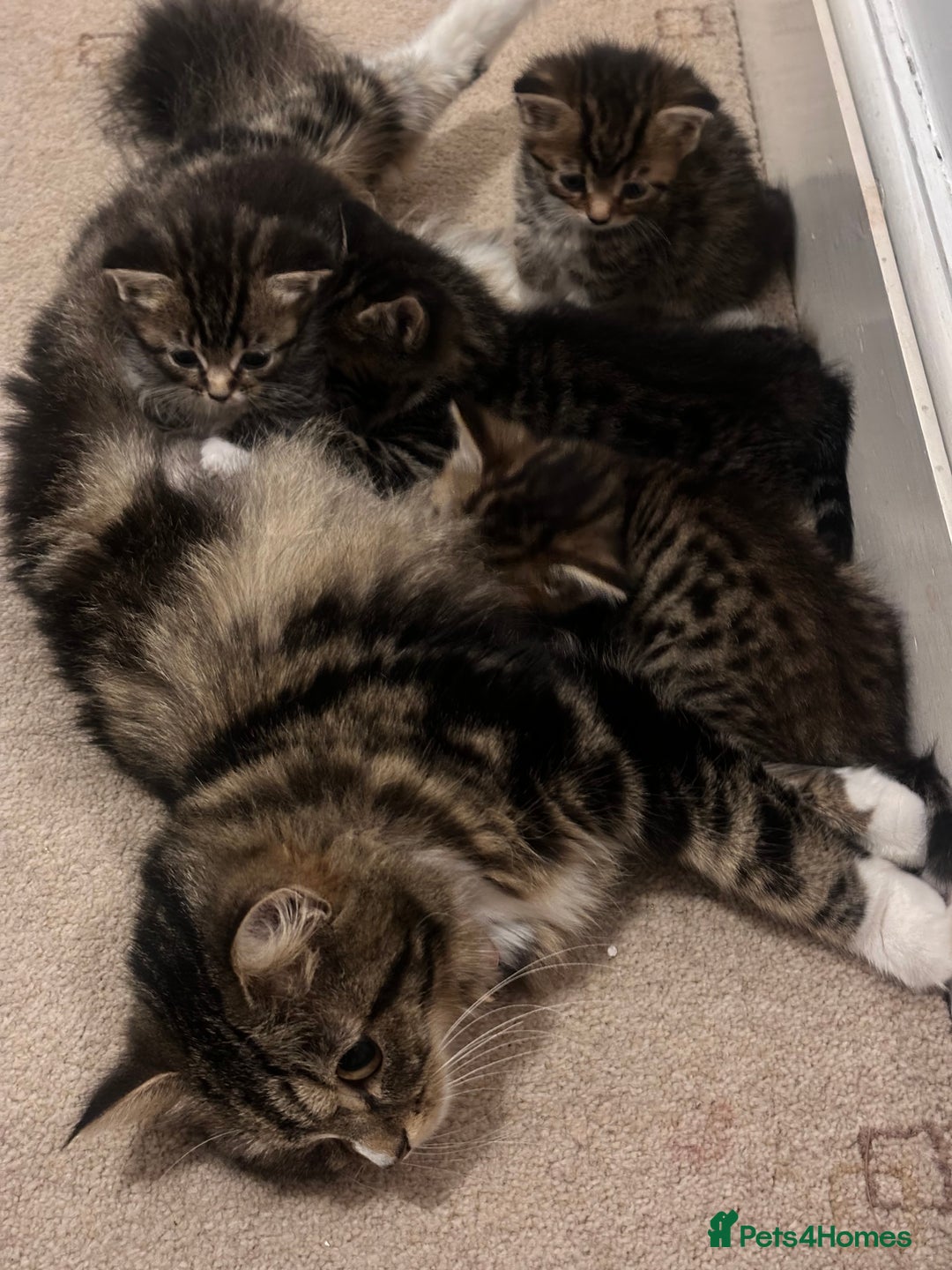 Norwegian Forest Cat cats for sale: Norwegian Forest Cat Mix kittens - Image 8
