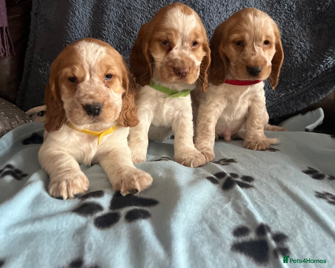 Cocker Spaniel dogs for sale: Stunning show type cocker spaniel puppies  - Image 12