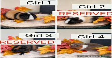 Guinea Pig rodents - Advert 2