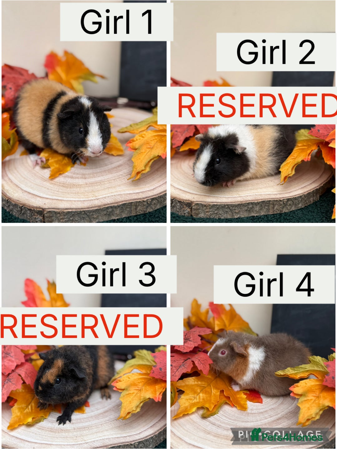 Guinea Pig rodents for sale: Male + female baby teddy guineapigs AVAILABLE  - Image 2