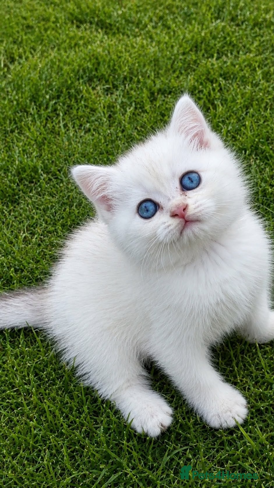 British Shorthair cats British Shorthair cats - Advert 1
