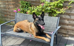 Belgian Shepherd Dog dogs for sale: Belgian Malinois x Dutch - Female 4 Yrs - Image 2