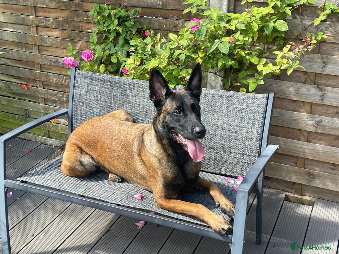 Belgian Shepherd Dog dogs for sale: Belgian Malinois x Dutch - Female 4 Yrs - Image 2