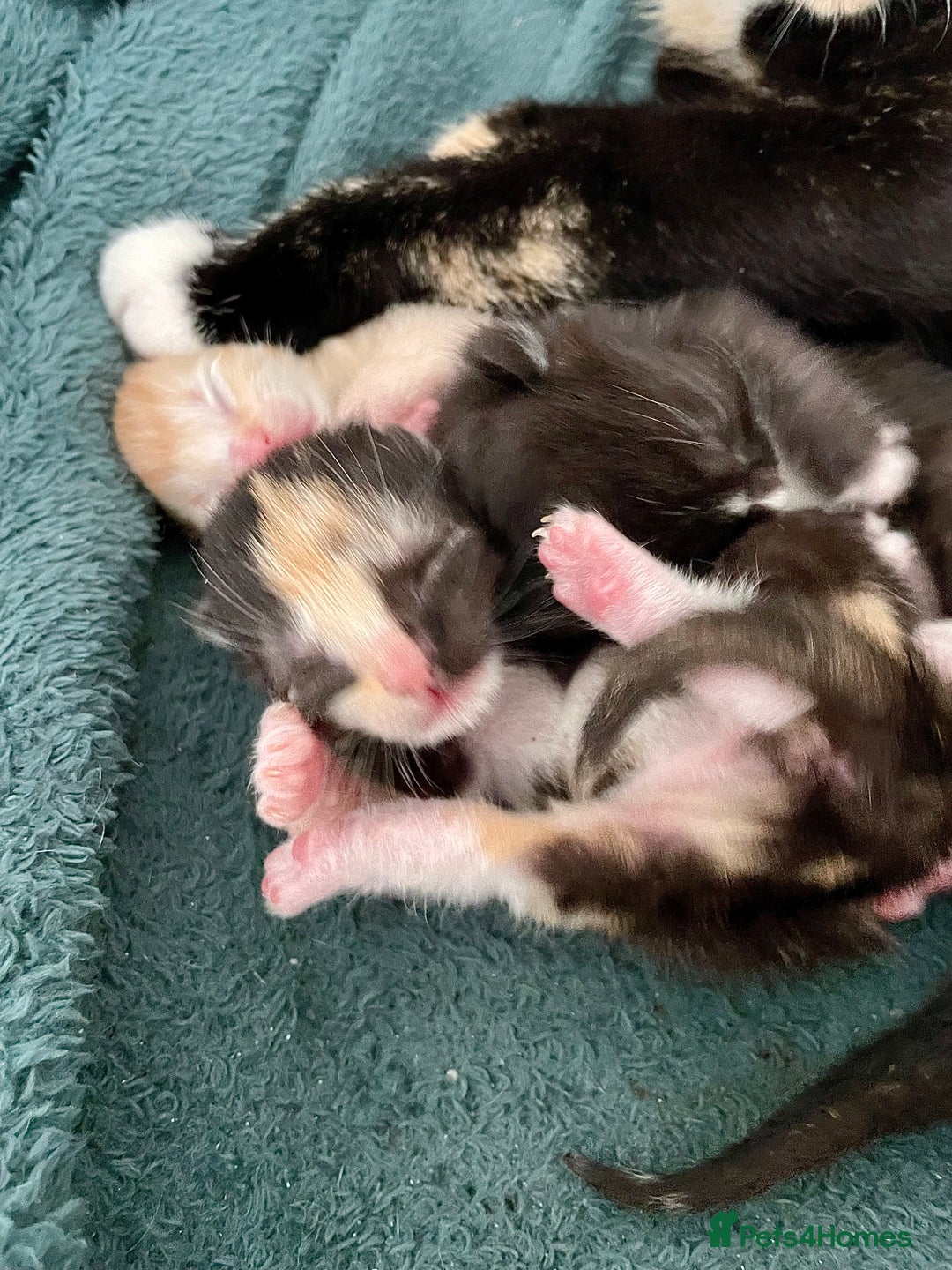 Mixed Breed cats for sale: Two mixed breed kittens - Advert 2