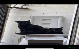 Domestic Shorthair cats for sale: Two Rescue Cats looking for forever home  - Image 2