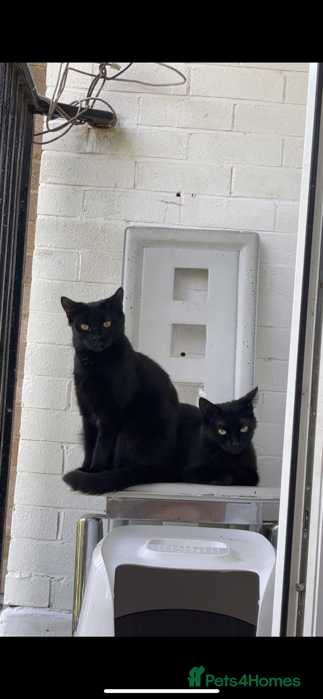 Domestic Shorthair cats for sale: Two Rescue Cats looking for forever home  - Image 2
