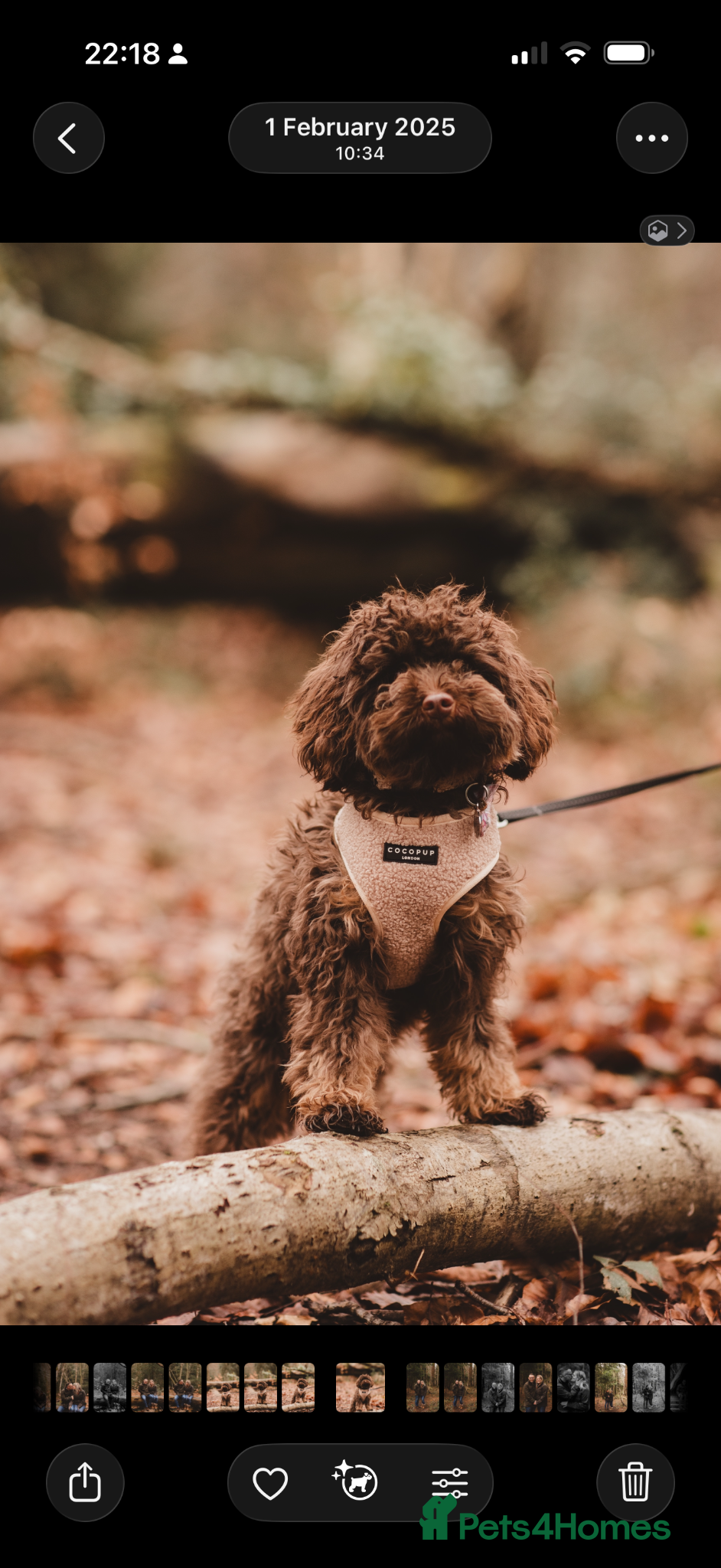 Mixed Breed dogs for sale:  Ready to go Cavapoo/Cockapoo pups £1550 OVNO  - Advert 18