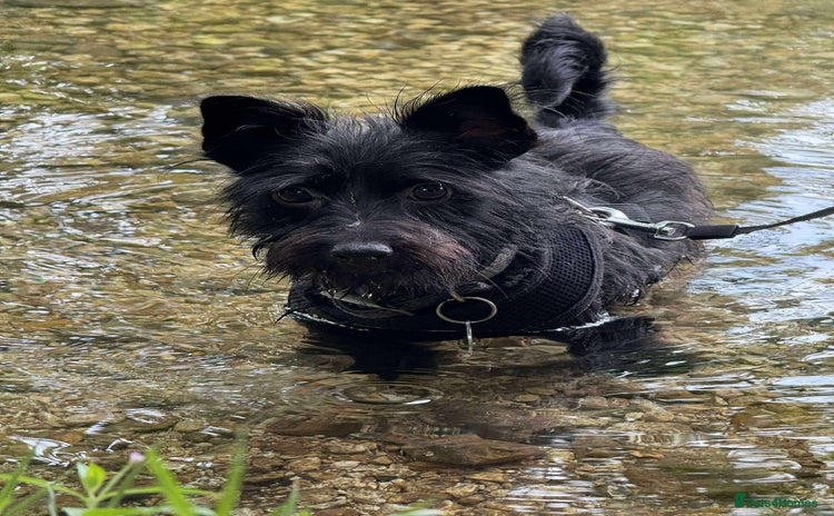 Mixed Breed dogs - Advert 6