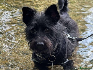 Mixed Breed dogs - Advert 9