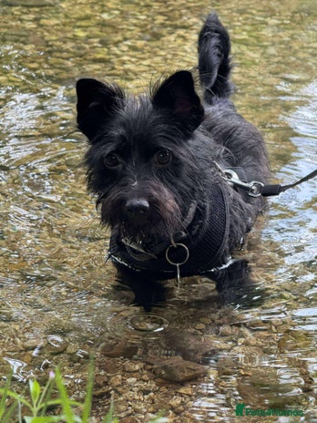 Mixed Breed dogs Dinky Terrier Mix - Advert 7