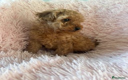 Toy Poodle dogs for sale: Beautiful Toy Poodles  - Image 5