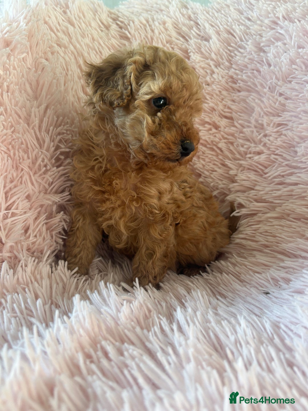 Toy Poodle dogs for sale: Beautiful Toy Poodles  - Image 5