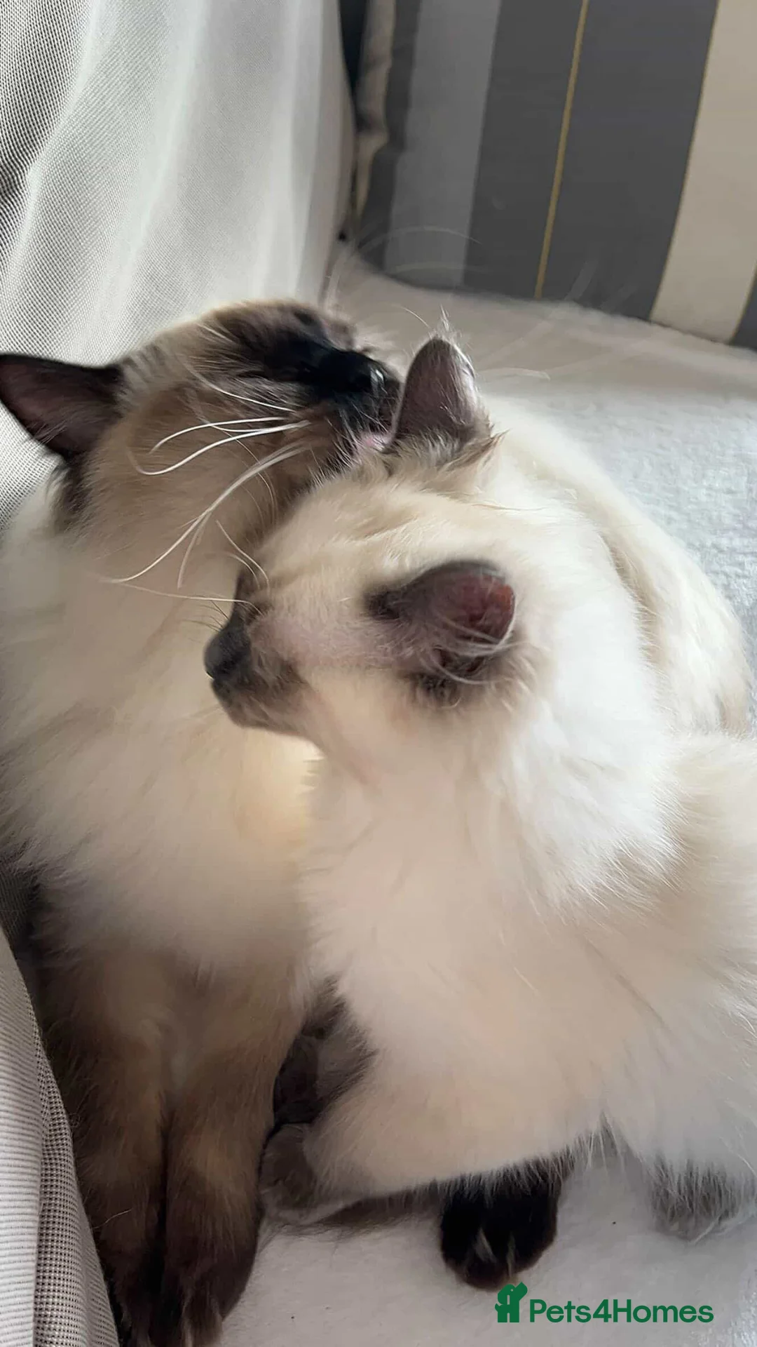 Ragdoll cats for sale: Pure Ragdoll Kitten – Ready for a Loving Home - Advert 2