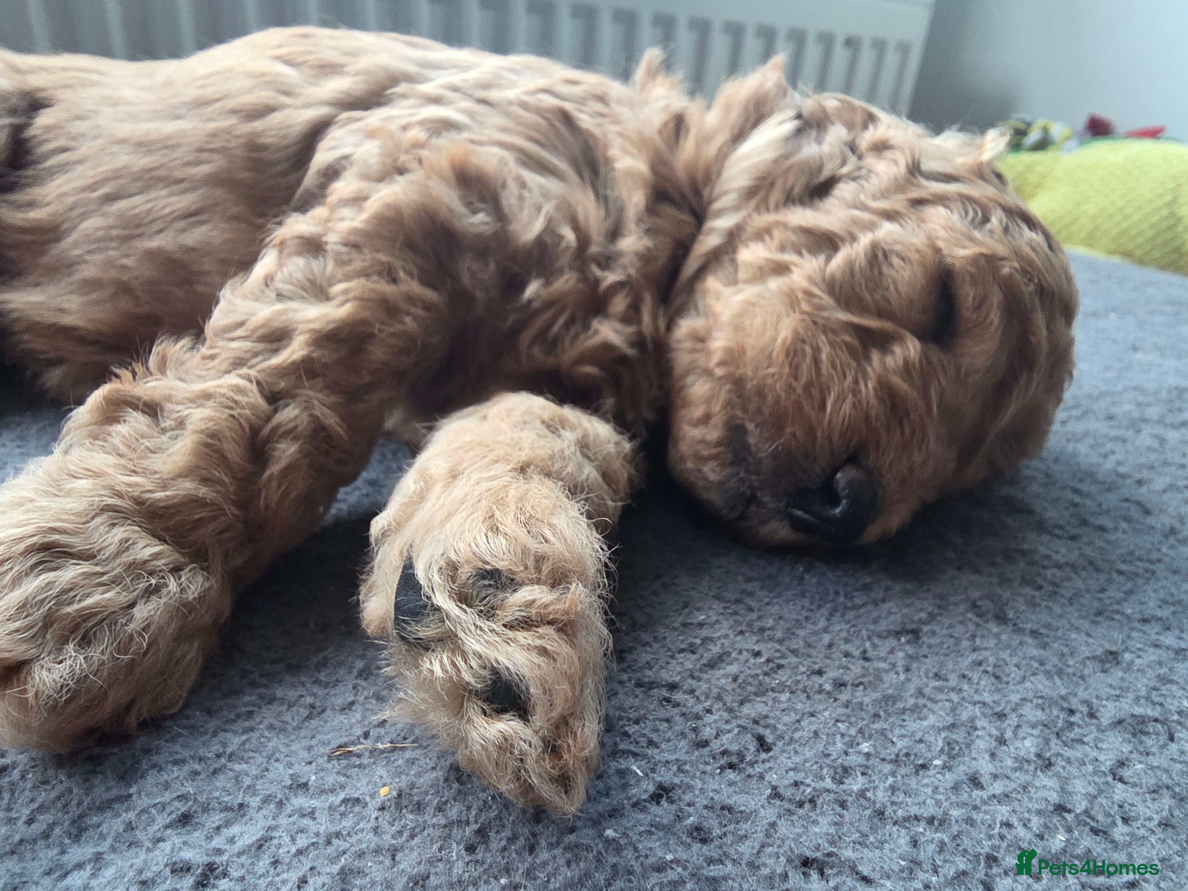 Cockapoo dogs Hawarden puppies 🐶  - Advert 2