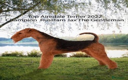 Airedale Terrier dogs for sale: KC Airedale Waitlist🌟🐾 - Image 3