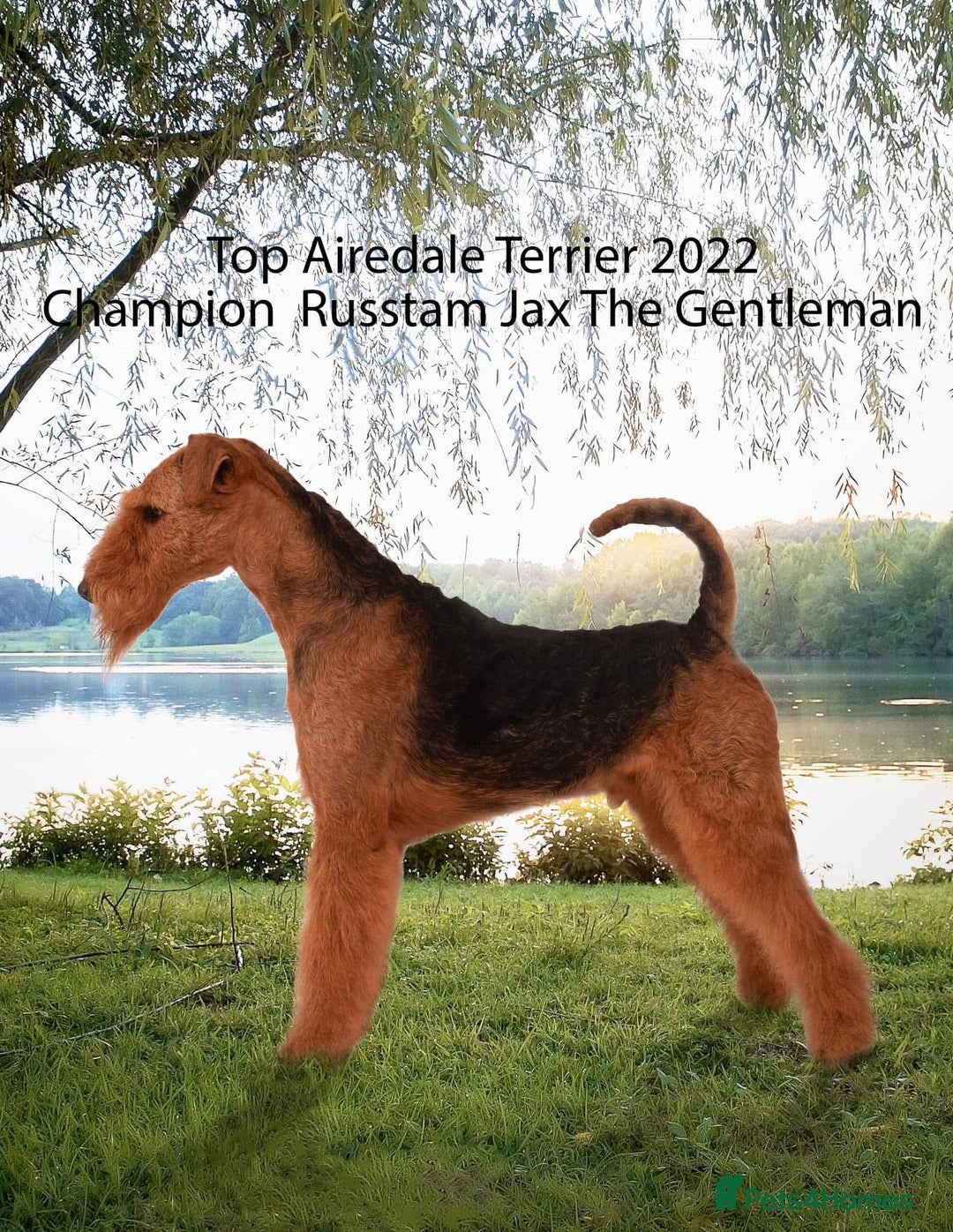 Airedale Terrier dogs for sale: KC Airedale Waitlist🌟🐾 - Image 3
