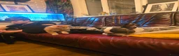 Mixed Breed cats for sale: Ready 5kittens raised with dogs and children - Advert 20