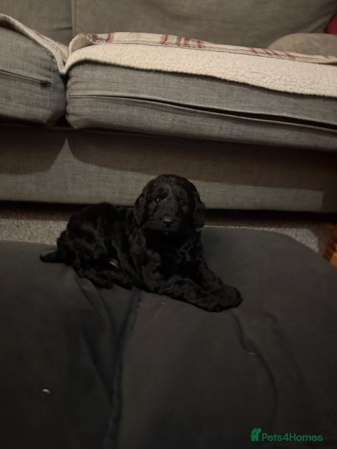 Cockapoo dogs for sale: Cockapoo puppies for sale - Advert 7