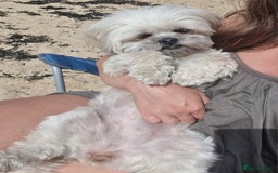 Malshi dogs for sale: ❤️ Loving Home Wanted for Our Beautiful Penny ❤️ - Image 11