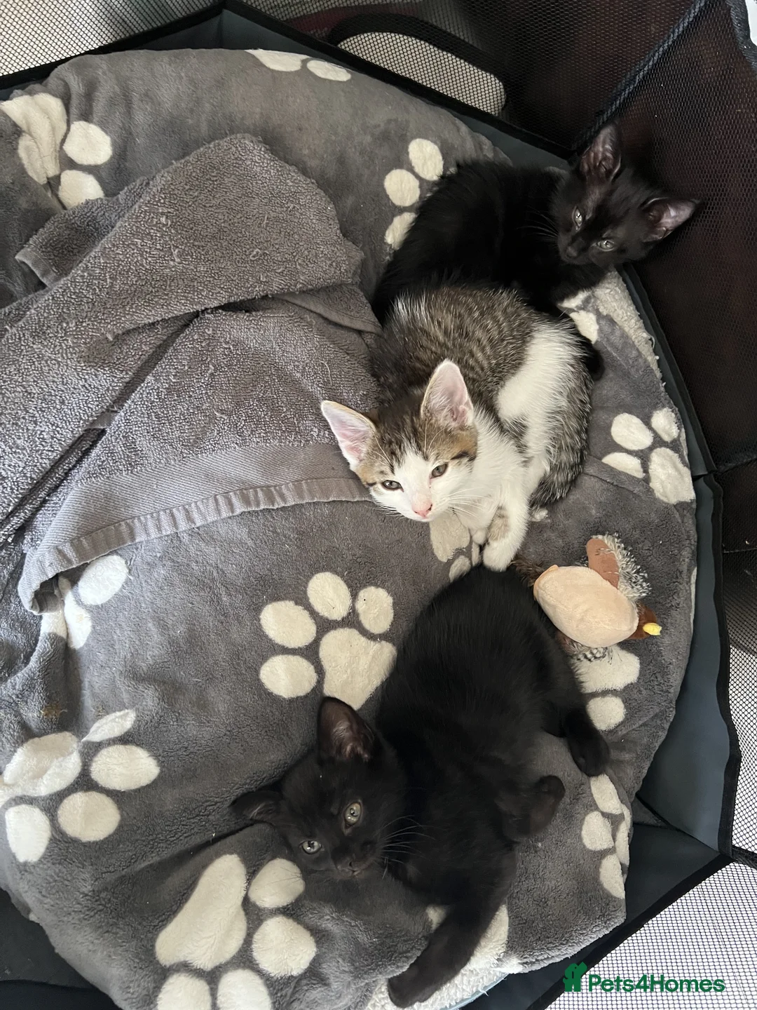 Manx cats for sale: 3 Adorable Kittens Looking for Loving Homes in Birmingham - Advert 1