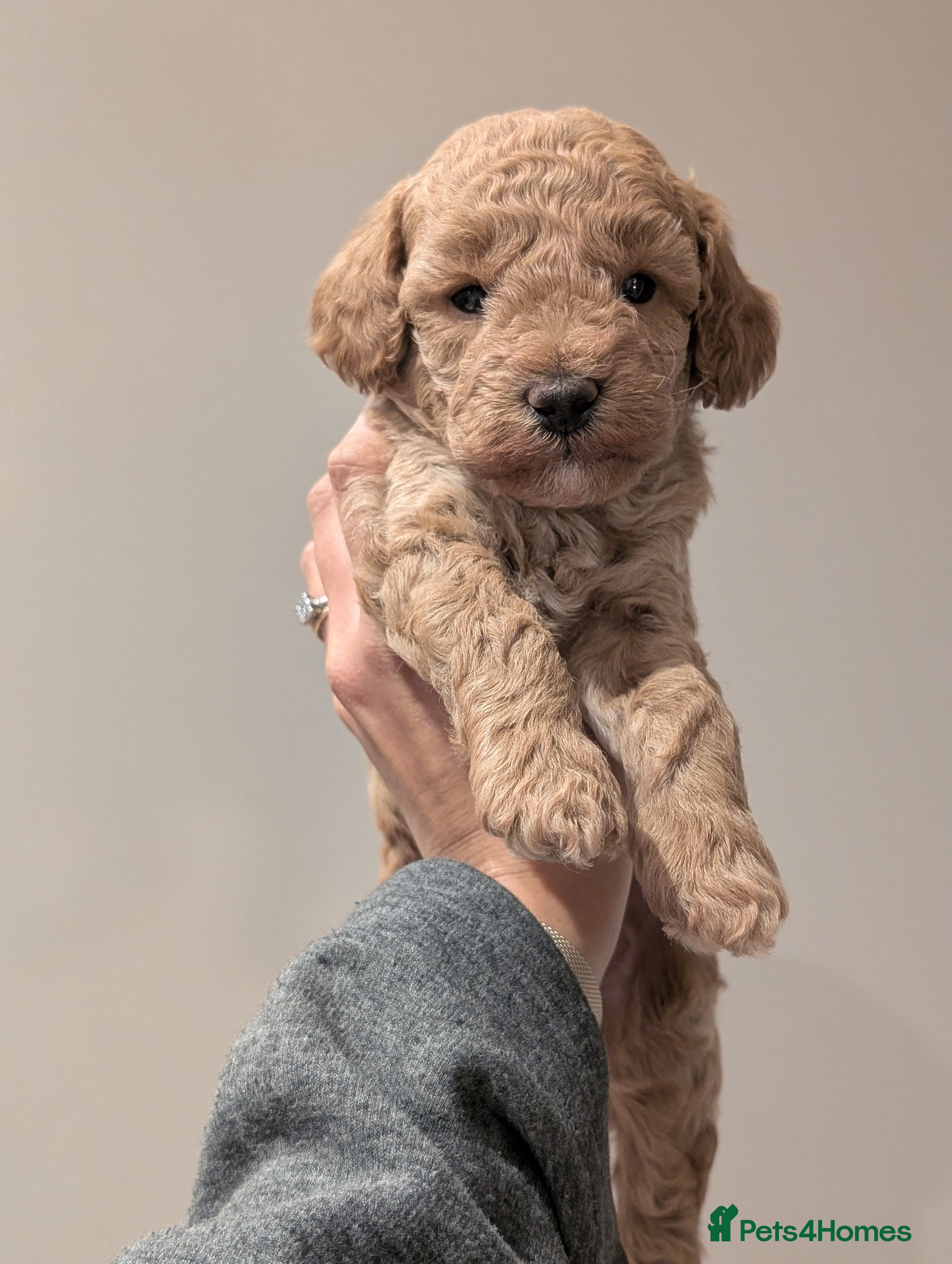 Cockapoo dogs Miniature Cockapoo Puppies  - Advert 2