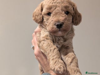 Cockapoo dogs Miniature Cockapoo Puppies - Advert 2