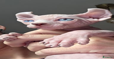 Sphynx cats - Advert 16