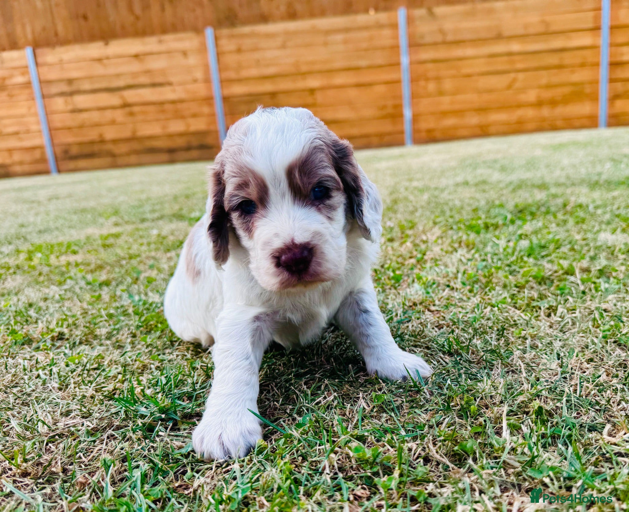 Cockapoo dogs Beautiful Cockapoo Babies 🐾🐾🐾 - Advert 1