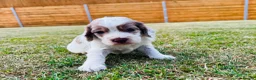 Cockapoo dogs for sale: Beautiful Cockapoo Babies 🐾🐾🐾 - Advert 5