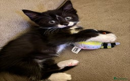 Mixed Breed cats for sale: Female kitten  - Image 7