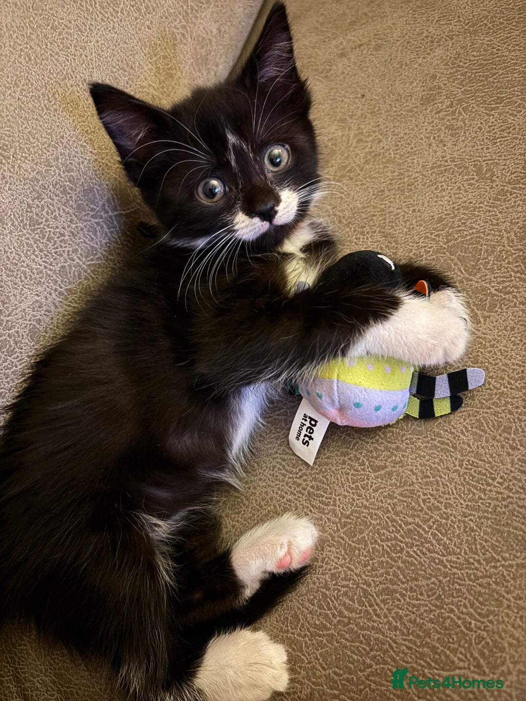 Mixed Breed cats for sale: Female kitten  - Image 7