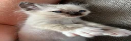 Ragdoll cats for sale: Only 2 beautiful ragdolls girls left  - Advert 14