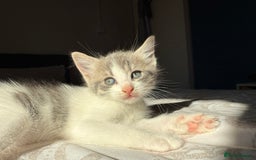 Mixed Breed cats for sale: 3 beautiful kittens available - Image 14
