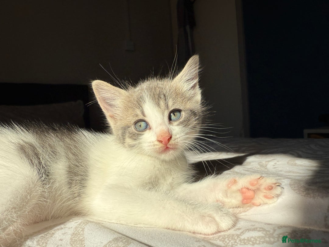 Mixed Breed cats for sale: 3 beautiful kittens available - Image 14
