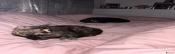 Domestic Shorthair cats for sale: Dollie and Minnie  - Advert 4