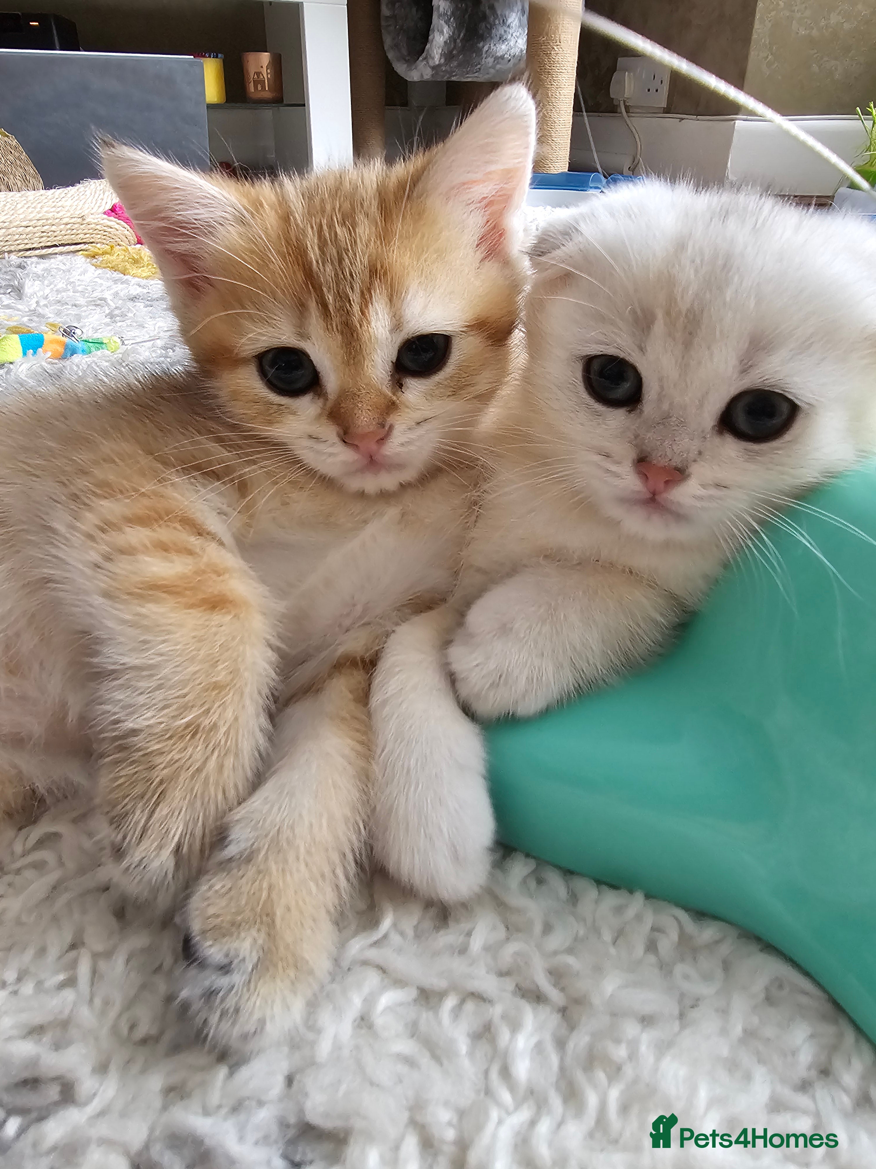 Scottish Fold cats 😸 Scottish Fold pedigree kittens😸 - Advert 1