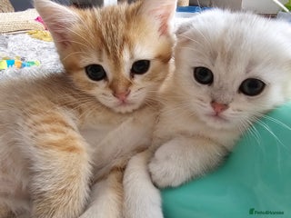 Scottish Fold cats 😸 Scottish Fold pedigree kittens😸 - Advert 16