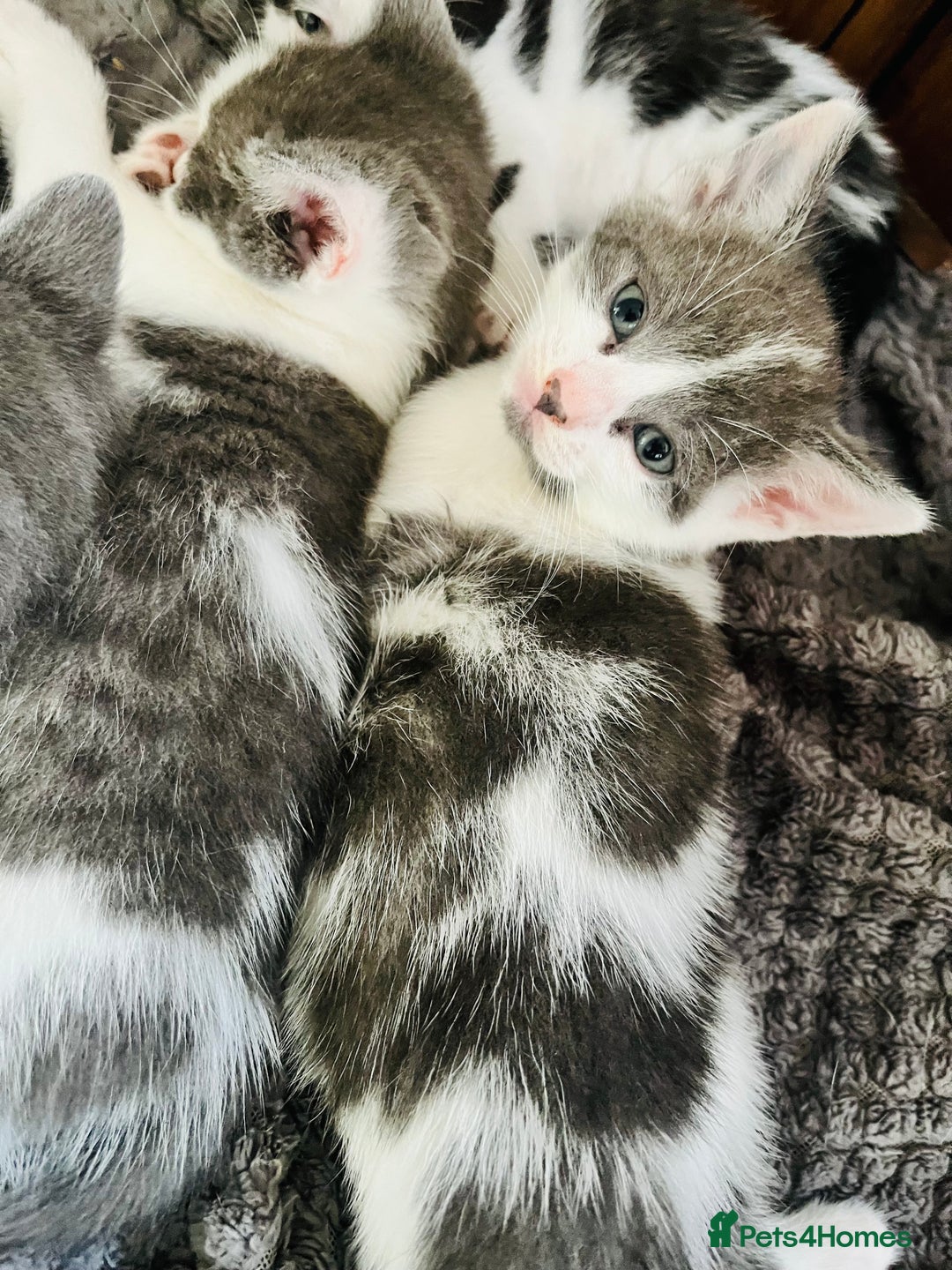 Mixed Breed cats for sale: Gorgeous Grey/White Black/White Kittens - Image 4