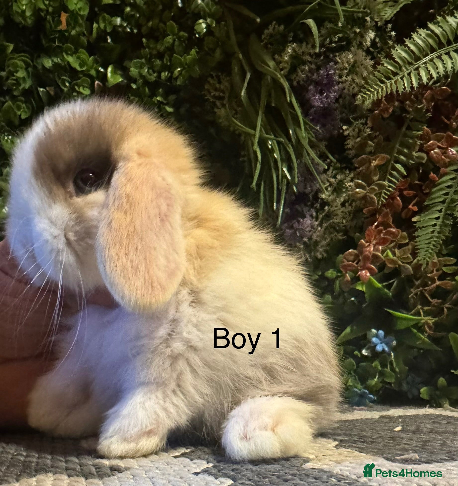 Mini Lop rabbits ⭐️MINI LOPS 1 boy ready to go today  - Advert 1